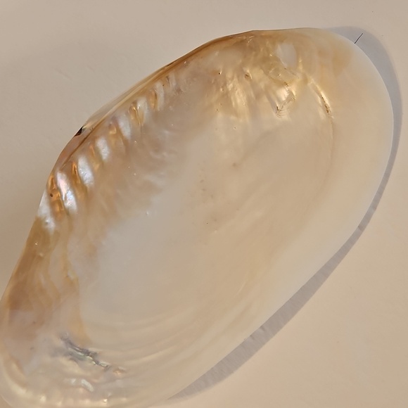 8"W Mother of Pearl & Polished 1/2 Mussel Clam Shell - Picture 1 of 5